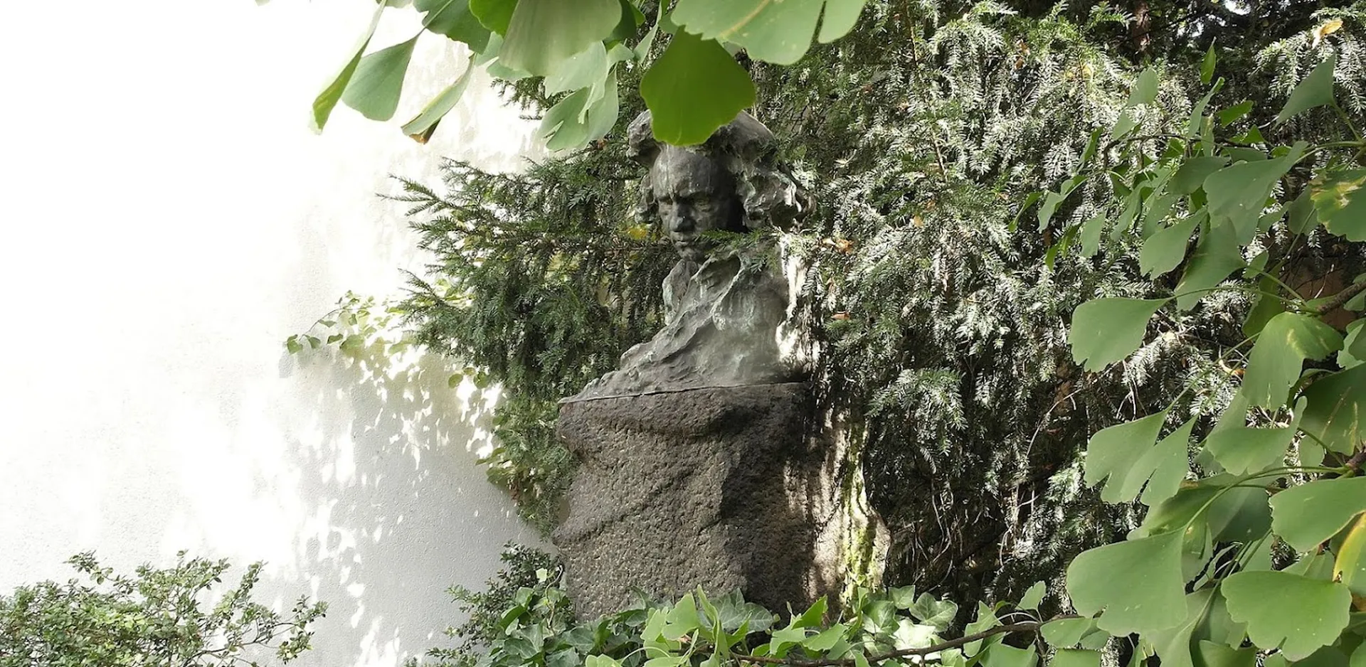 Yew branches and ginkgo leaves frame the large bust of Beethoven in the garden of the Beethoven-Haus. The ginkgo was planted by Emperor Hiroito in 1971.